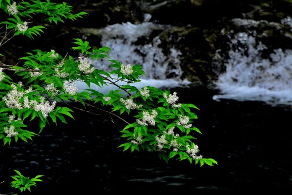 新緑の関山大滝４