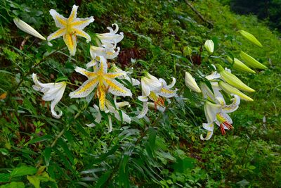 山百合が咲く蛇木