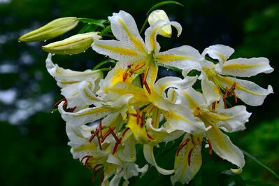 山百合が咲く蛇木