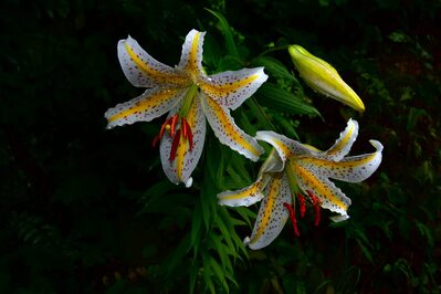 山百合が咲く蛇木