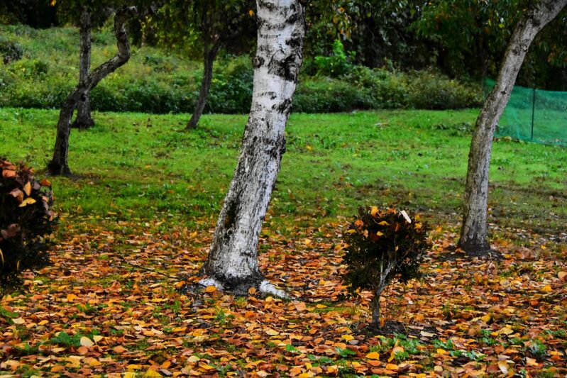 もう秋　朝焼けの雲