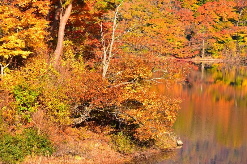 紅葉の沼沢沼　2024