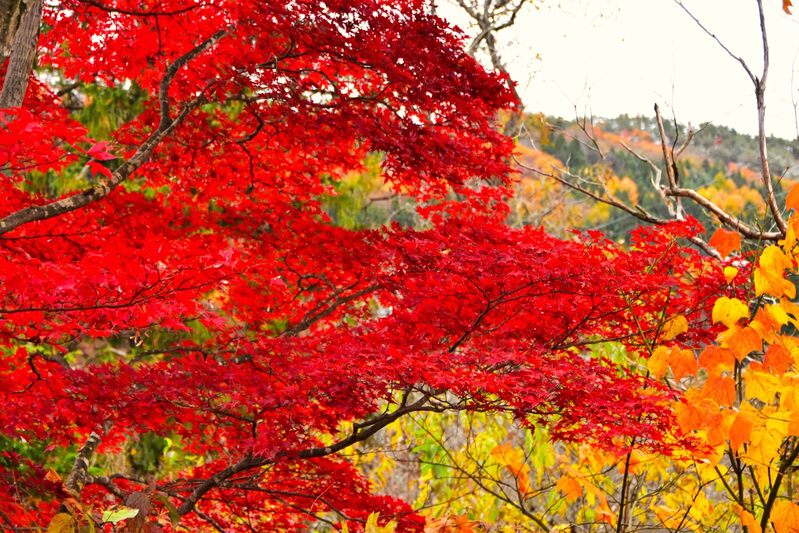 初雪の大滝と上悪戸