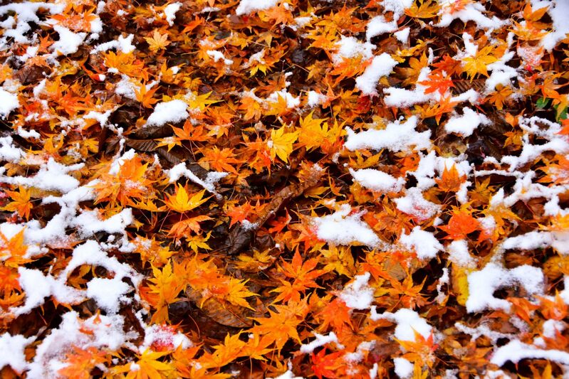 初雪の沼沢沼　2024