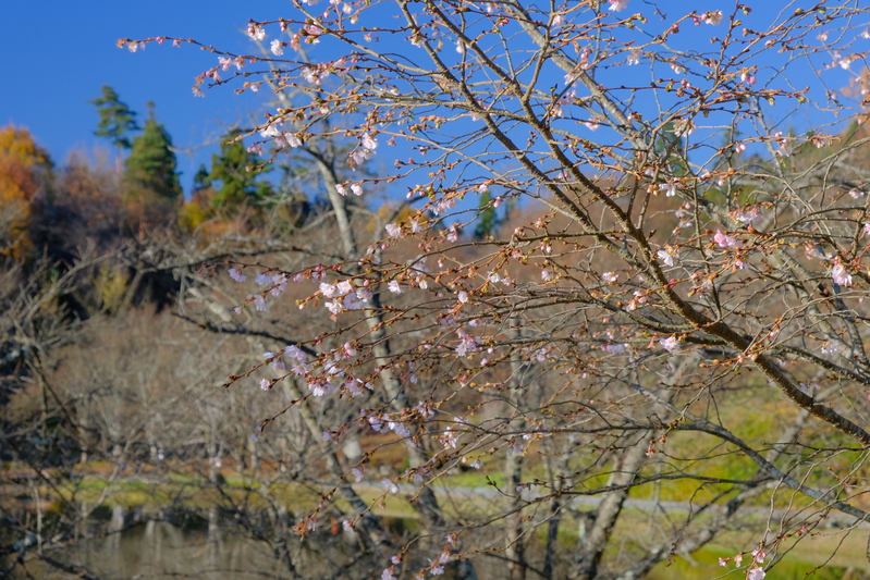 堂の前公園の四季桜