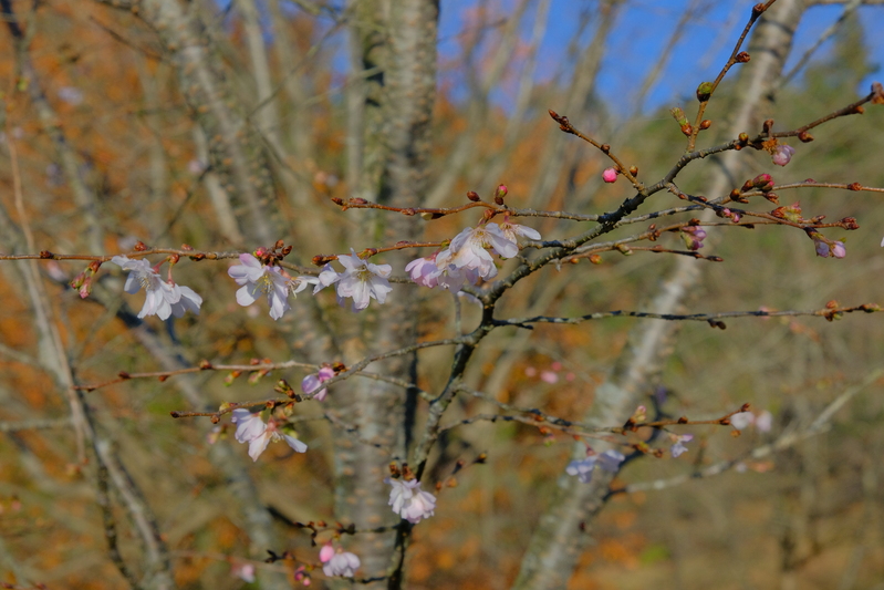 堂の前公園の四季桜