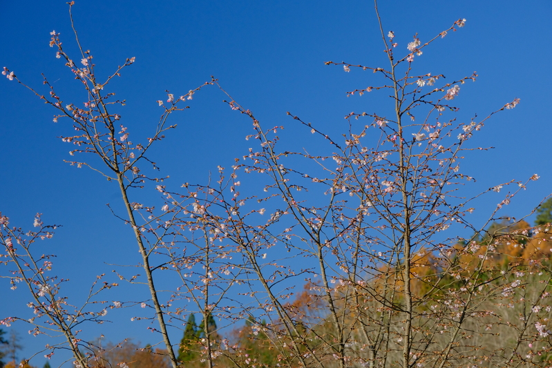 堂の前公園の四季桜