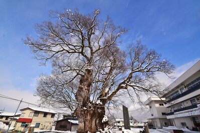 大ケヤキ2
