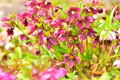 クリスマスローズ1