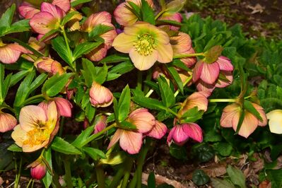 クリスマスローズ3