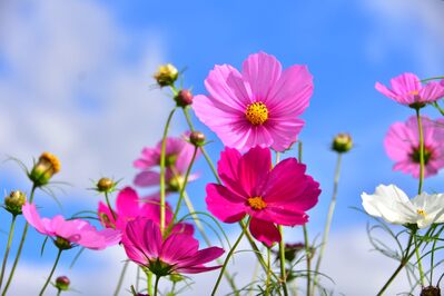 コスモス3