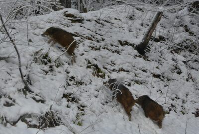 猪に出会いました