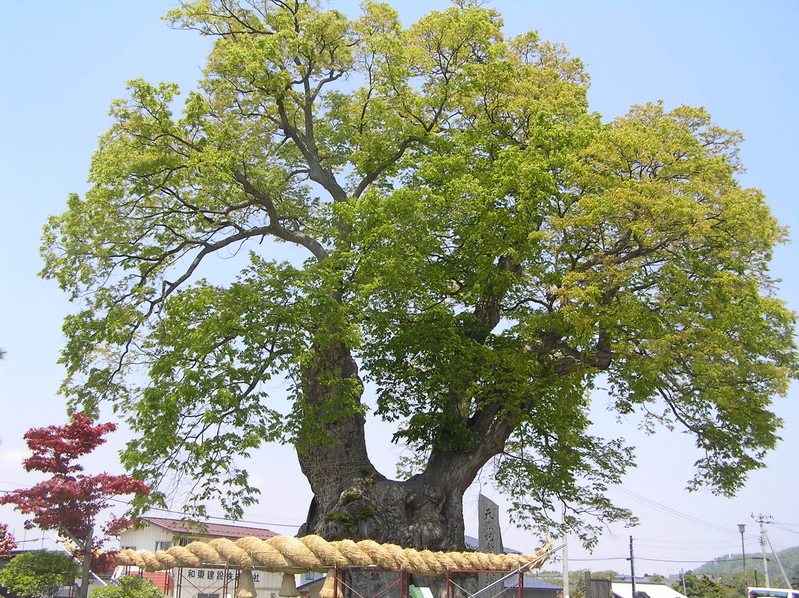 大ケヤキ