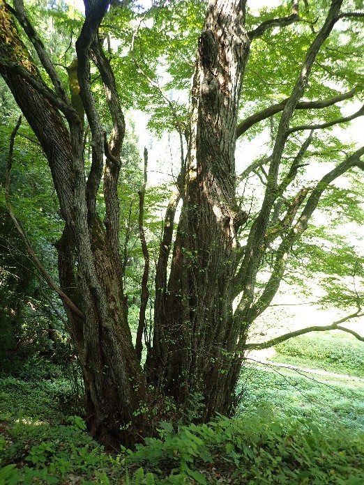 大滝の大カツラ1