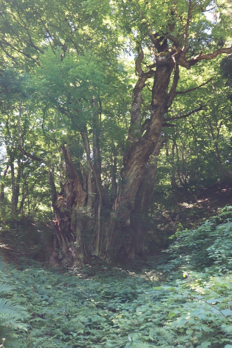 大滝の大カツラ2