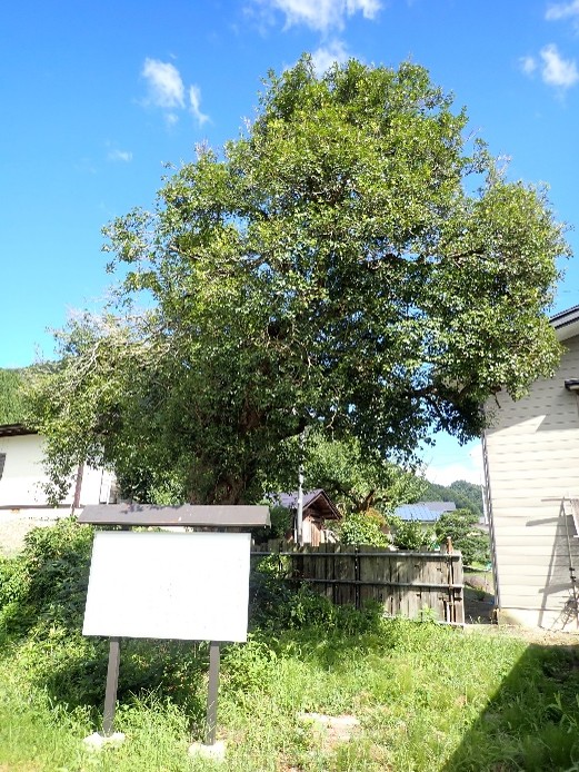 猪野沢のヒイラギ