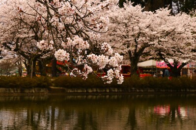 桜2
