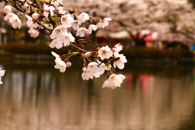 桜3