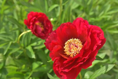花3