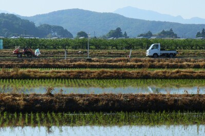 田植えの季節