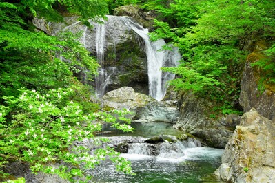 新緑の関山大滝２