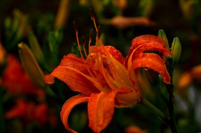 山百合が咲く蛇木