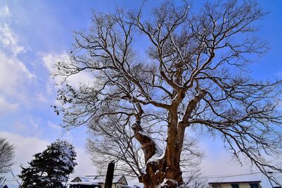 大ケヤキ1