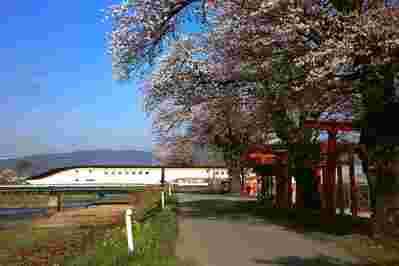 春1